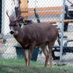 Local park visitor